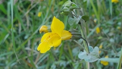 Erythranthe scouleri