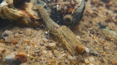 Alpheus brevicristatus