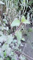 Erythranthe scouleri