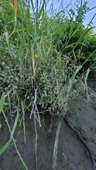 Erythranthe scouleri