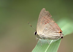 Rapala iarbus iarbus