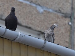 Columba livia domestica
