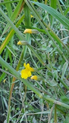 Erythranthe scouleri