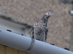 Columba livia domestica