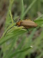 Cteniopinus