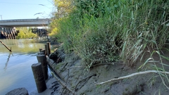 Erythranthe scouleri