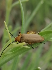 Cteniopinus