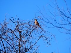 Anthus australis