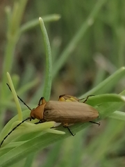 Cteniopinus