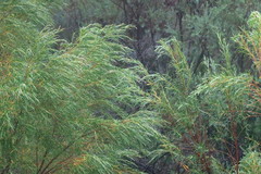 Empleurum unicapsulare