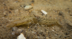 Alpheus brevicristatus