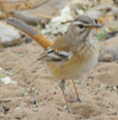 Cercotrichas leucophrys