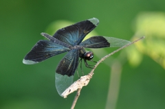 Rhyothemis fuliginosa