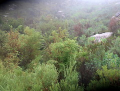 Empleurum unicapsulare