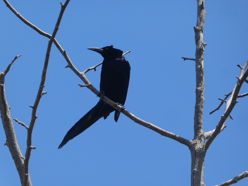 photo of Great-tailed Grackle (Quiscalus mexicanus)