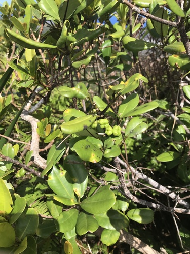 Melicope oahuensis