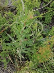 Hieracium robustum