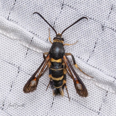 Synanthedon decipiens