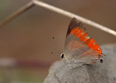 Rapala iarbus iarbus