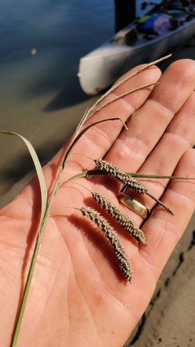 Carex lyngbyei iNat (2)