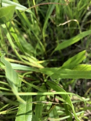 Solidago rigida glabrata