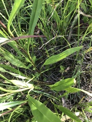 Solidago rigida glabrata