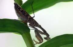 Sphodropoda quinquedens