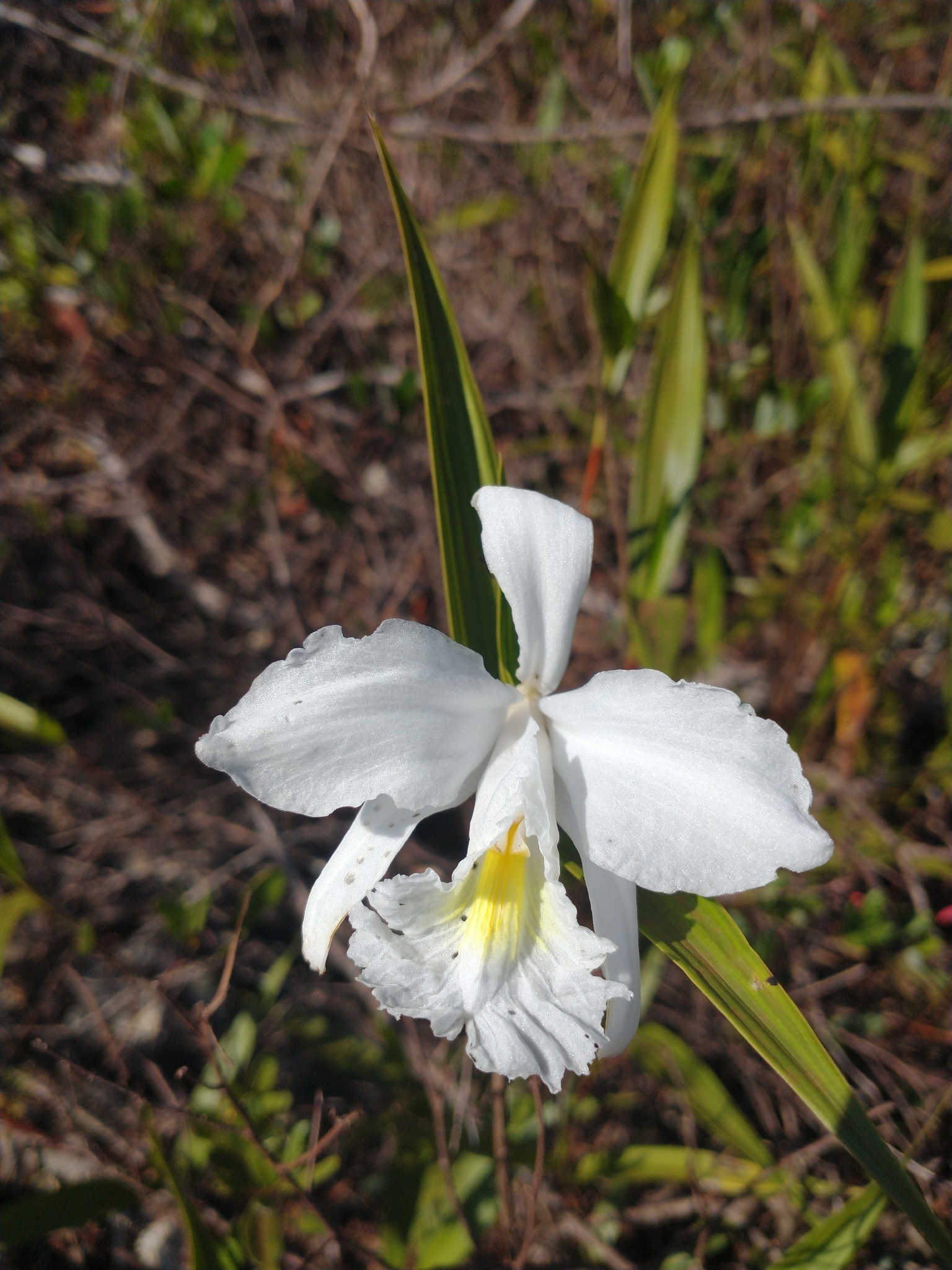 Sobralia liliastrum