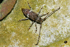 Pterolophia persimilis