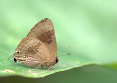 Rapala varuna orseis