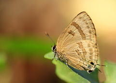 Rapala varuna orseis