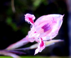 Gladiolus nigromontanus