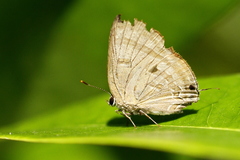 Rapala varuna orseis