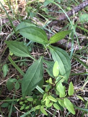 Rudbeckia terranigrae