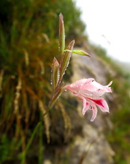 Gladiolus nigromontanus