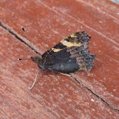 Aglais urticae