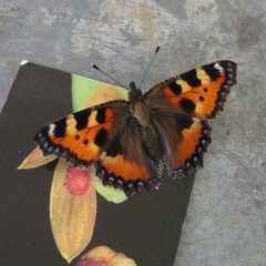 Aglais urticae