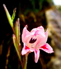 Gladiolus nigromontanus