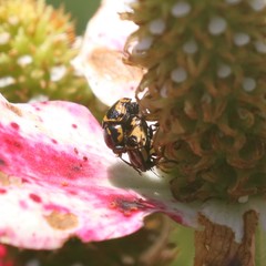 Cryptocephalus castaneus