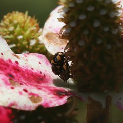 Cryptocephalus castaneus