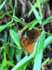 Iambrix salsala salsala