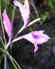 Gladiolus nigromontanus