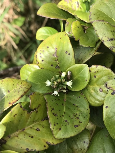 Psychotria fauriei observed 2021-06-26