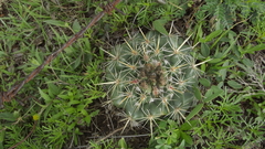 Coryphantha ottonis
