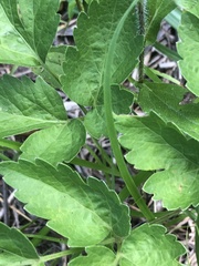 Thaspium chapmanii