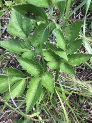 Thaspium chapmanii