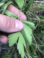 Thaspium chapmanii