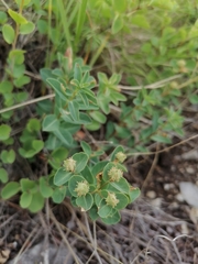 Euphorbia alpina