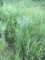 Lithospermum bejariense