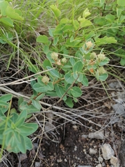 Euphorbia alpina